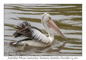 Australian Pelican