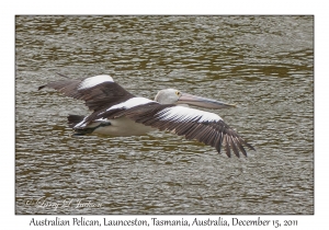 Australian Pelican