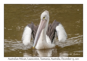 Australian Pelican