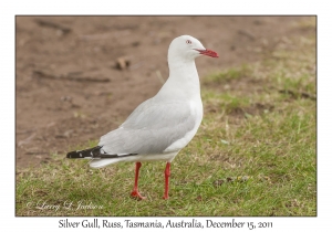 Silver Gull