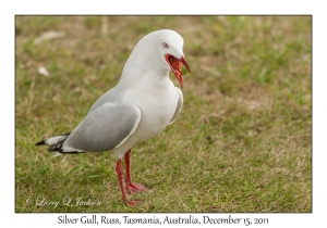 Silver Gull