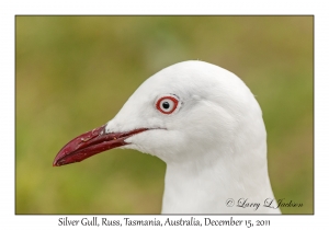 Silver Gull