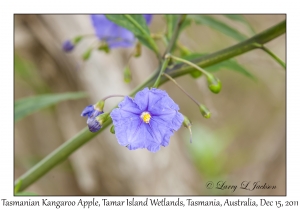 Tasmanian Kangaroo Apple