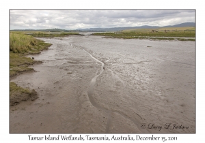 Tamar Island Wetlands