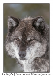 Gray Wolf