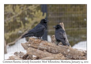 Common Ravens