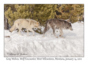 Gray Wolves