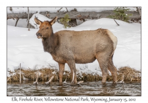 Elk