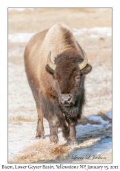 Bison