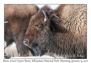 Bison