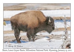 Bison