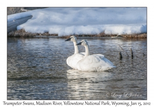 Trumpeter Swans