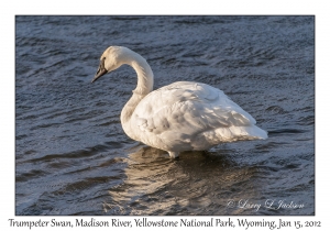 Trumpeter Swan