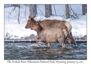 Elk