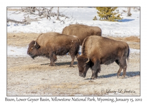 Bison