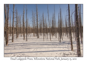 Dead Lodgepole Pines
