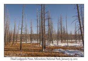 Dead Lodgepole Pines