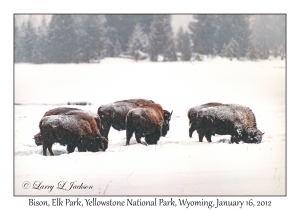 Bison