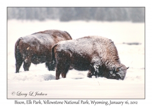 Bison