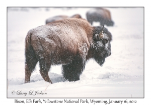 Bison
