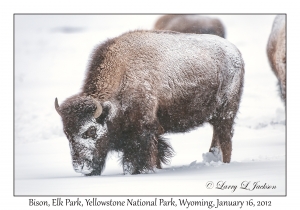 Bison