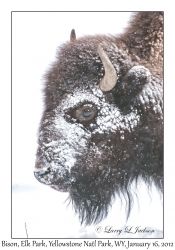 Bison