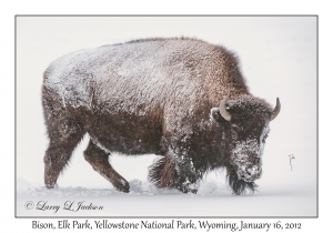 Bison