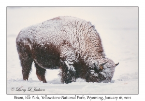Bison