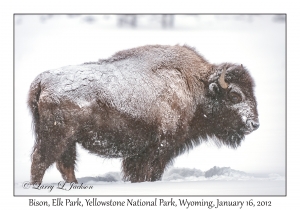 Bison