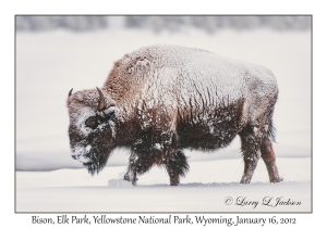 Bison