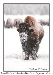 Bison