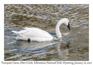 Trumpeter Swan