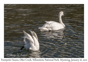 Trumpeter Swans