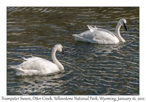Trumpeter Swans