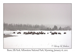Bison