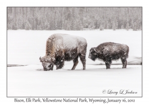 Bison