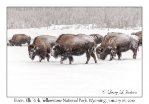 Bison