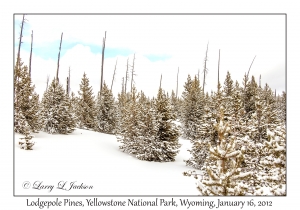 Lodgepole Pines