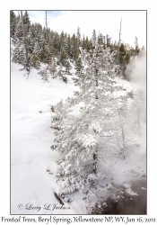 Frosted Trees