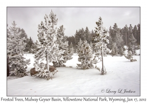 Frosted Trees