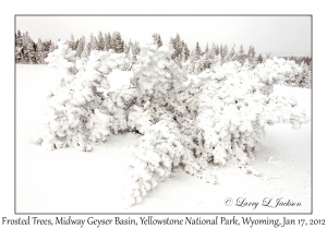 Frosted Trees
