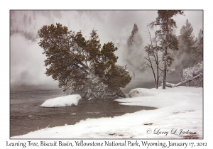 Leaning Lodgepole