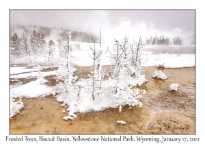 Frosted Trees