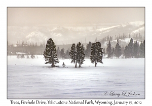 Lodgepole Pines