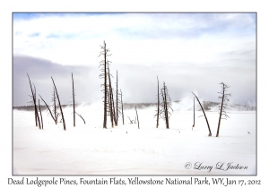 Dead Lodgepole Pines