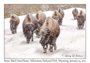 Bison