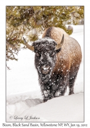 Bison