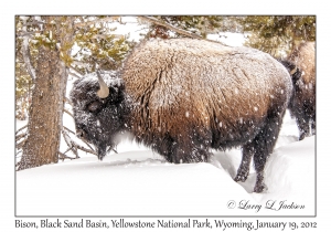Bison
