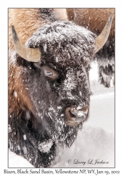 Bison