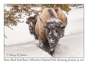 Bison